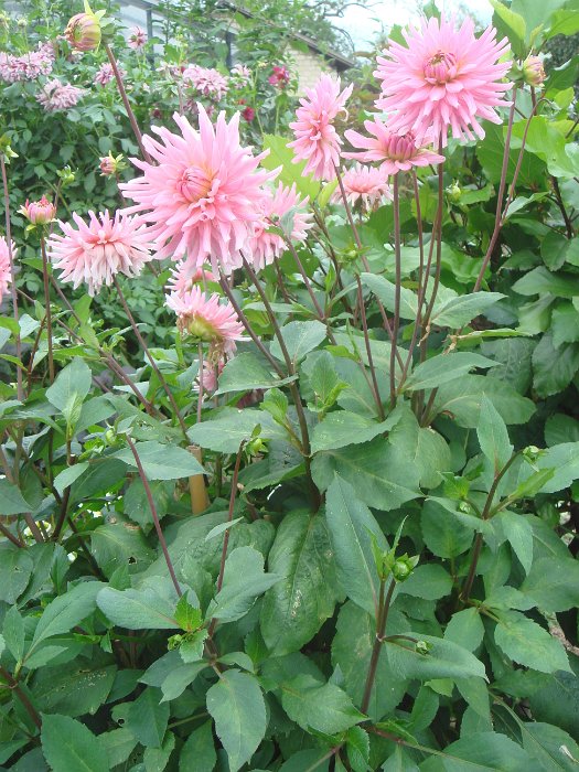 Dahlia x 'Poesie'